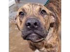 Adopt Basil a Retriever
