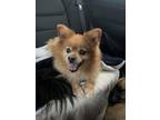 Adopt Levie a Pomeranian