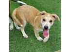 Adopt Rhapsody a Mixed Breed