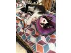 Adopt Dickerson a Domestic Short Hair