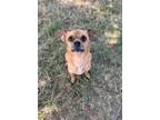 Adopt Peter Parker a Mixed Breed
