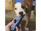 Adopt Pattington a Pit Bull Terrier