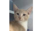 Adopt Madigan a Domestic Short Hair