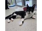 Adopt Roger a Domestic Short Hair