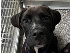 Adopt Adam a Great Dane, Mixed Breed