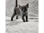Adopt Austin a Domestic Short Hair