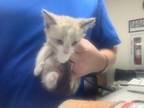 Adopt Mouse Trap a Siamese, Domestic Short Hair
