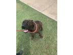 Adopt Makavilli a American Staffordshire Terrier, Mixed Breed