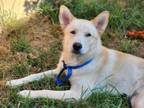 Adopt Echo a White German Shepherd, Mixed Breed