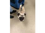 Adopt Rocky a Pug, Mixed Breed