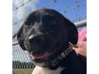Adopt Peter a Black Labrador Retriever