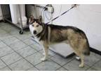 Adopt Logan a Husky, Mixed Breed