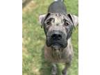 Adopt Coal a Labrador Retriever, Mixed Breed