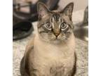 Adopt Ash a Siamese, Domestic Short Hair
