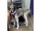 Adopt Ash a Poodle