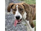 Adopt Boone a Mountain Cur