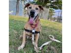 Adopt Nocciola FKA Jack the Bassett a Basset Hound