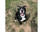 Adopt Oswald a Pit Bull Terrier