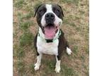 Adopt Oakley a Pit Bull Terrier