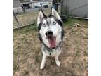 Adopt Kreigh a Husky