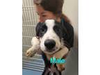 Adopt Aussie a Labrador Retriever