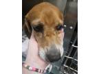 Adopt Bacon a Beagle