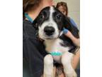Adopt Brodie a Labrador Retriever