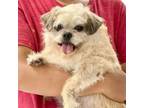 Adopt Collin a Terrier, Mixed Breed