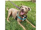 Adopt Elliot a Feist, Mixed Breed