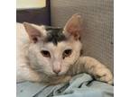 Adopt Spectre a Domestic Medium Hair
