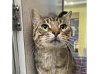Adopt Stripes a Domestic Short Hair