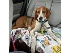 Adopt Ricky Bobby a Hound, Mixed Breed