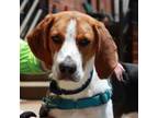 Adopt Stewie a Hound, Mixed Breed