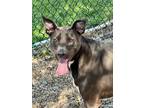 Adopt Mellow a Labrador Retriever, Terrier