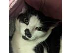 Adopt Junior - Available from Foster a Domestic Short Hair
