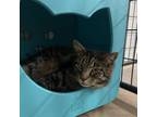 Adopt Ash a Domestic Short Hair