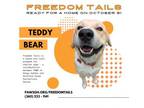 Adopt Teddy a Husky, Labrador Retriever