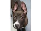 Adopt Dale a Mixed Breed