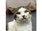 Adopt Marble a Domestic Short Hair