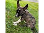 Adopt Stephen Nedoroscik a Husky, Australian Cattle Dog / Blue Heeler