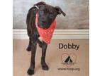 Adopt Dobby a Black Labrador Retriever, Boxer