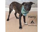 Adopt Harry a Black Labrador Retriever, Boxer