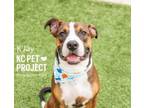 Adopt K`Jay a Boxer, Mixed Breed