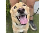 Adopt Ryan - Adopted! a Shepherd, Golden Retriever