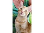 Adopt Cheeto (Ginger Kittens) a Domestic Short Hair