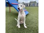 Adopt Winroe a Hound