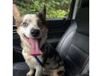 Adopt Denver a Corgi