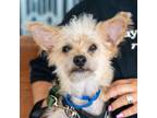 Adopt Rocket Man a Yorkshire Terrier, Poodle