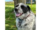 Adopt Humphrey a Mixed Breed