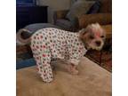Adopt Maine a Shih Tzu